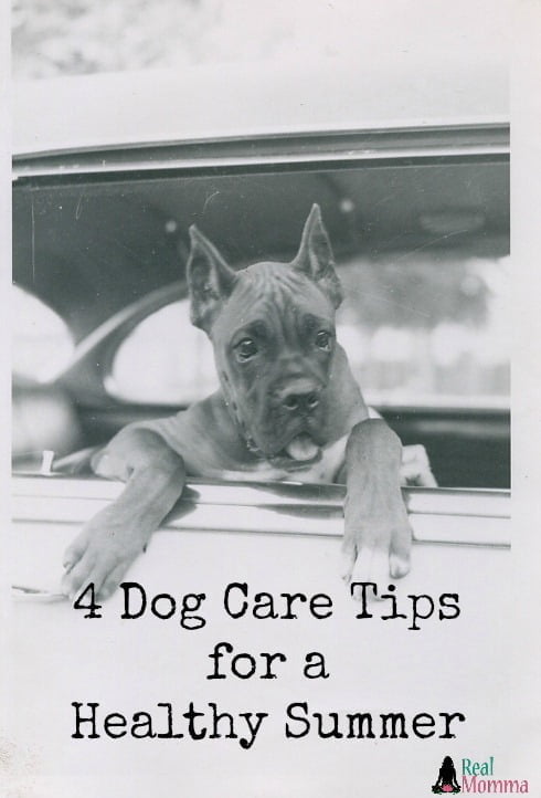 4 Dog Care Tips for a Healthy Summer