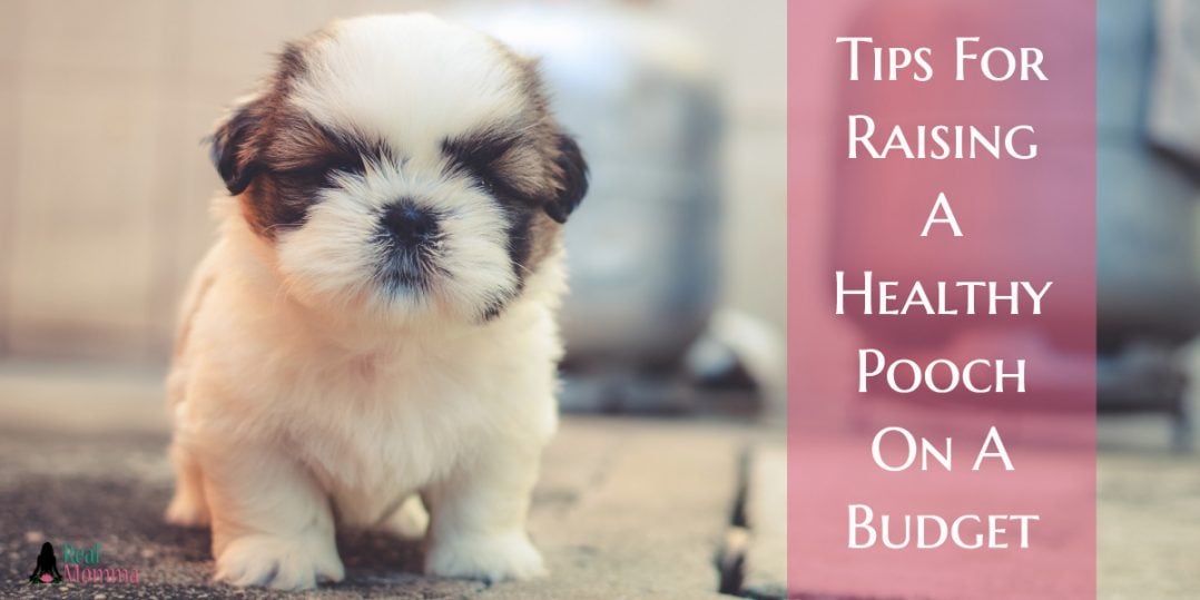 Tips For Raising A Healthy Pooch On A Budget