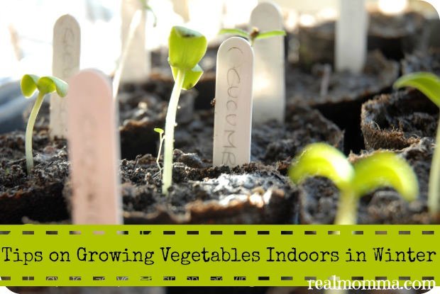 Tips on Growing Vegetables Indoors in Winter