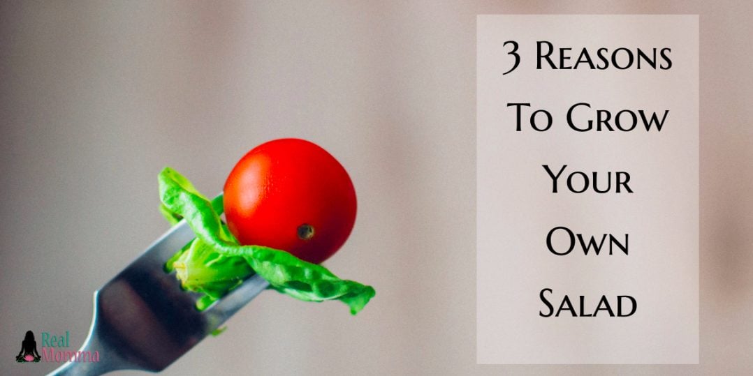 3 Reasons To Grow Your Own Salad